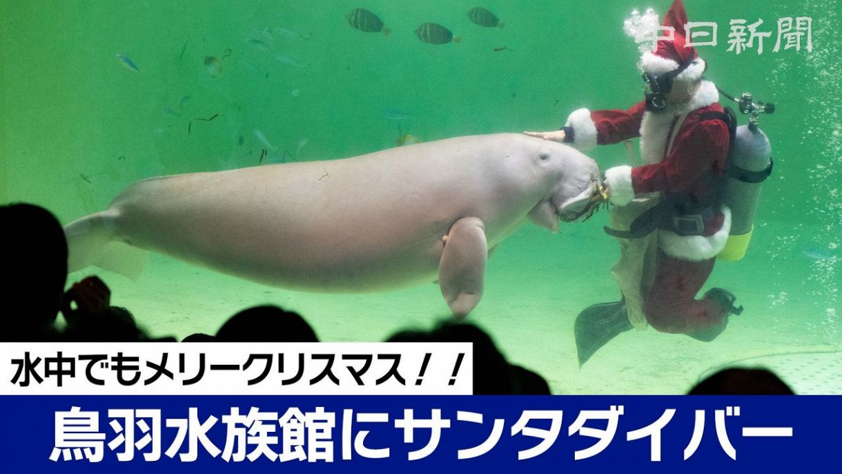 鳥羽水族館にサンタダイバー登場 ジュゴンの「セレナ」に海草