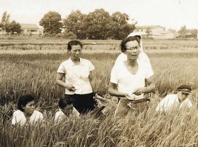 6）「コシヒカリ」 幾重の奇跡「日本一」育成 福井県：中日新聞Web