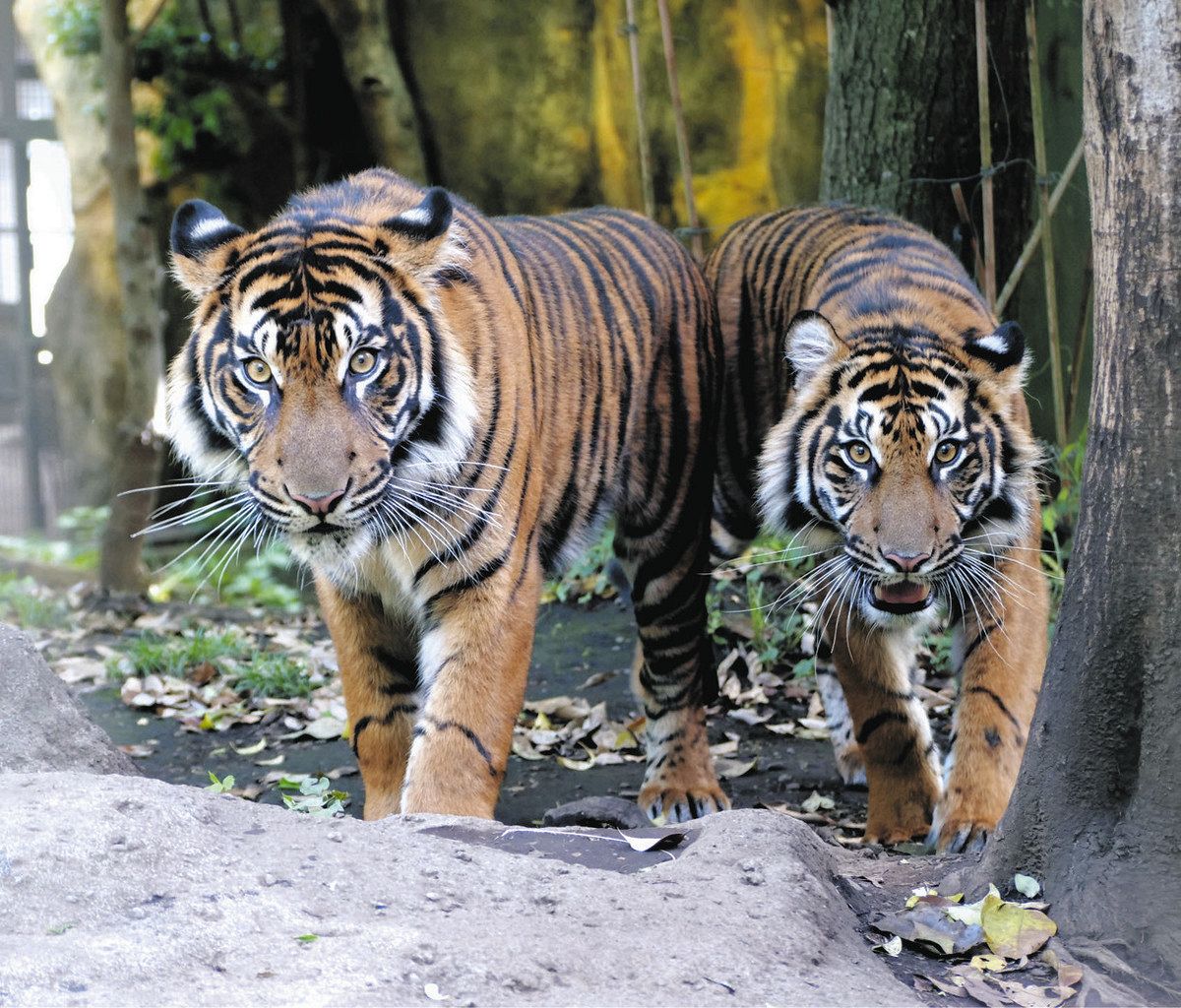 スマトラトラが名古屋・東山動植物園へ 上野動物園生まれの雄と雌：中
