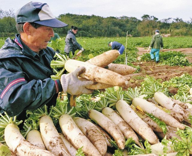 羽咋市産大根 味良し 農家の収穫盛ん：北陸中日新聞Web