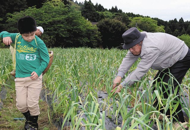 ニンニクの芽 収穫に夢中 中能登の つばさ 利用者と住民ら 北陸中日新聞web