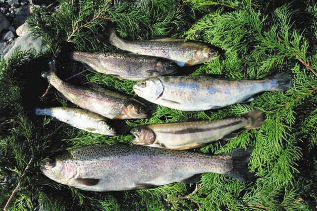 御三家の引き楽しめる 早くも渓始動 滋賀県甲賀市 うぐい川 田村川 中日スポーツ 東京中日スポーツ