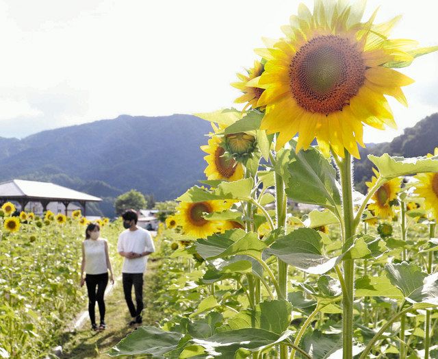 村いっぱい 地上の太陽 平谷村でヒマワリ見頃 中日新聞web