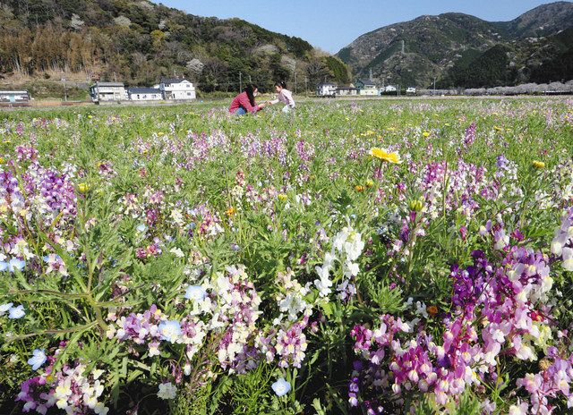 鮮やか 美しさ一面に 松崎町の花畑 中日新聞しずおかweb