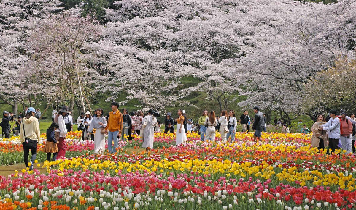 「世界一」の共演、桜とチューリップ満開 浜名湖ガーデンパークも開幕：中日新聞しずおかWeb