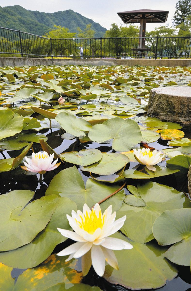 純白な花に魅せられ足止める 福井県越前市、万葉の里味真野苑で