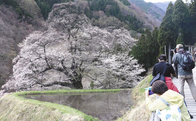 荘厳に名木花盛り 阿智 駒つなぎの桜 中日新聞web 荘厳に名木花盛り 阿智 駒つなぎの桜 中日新聞web