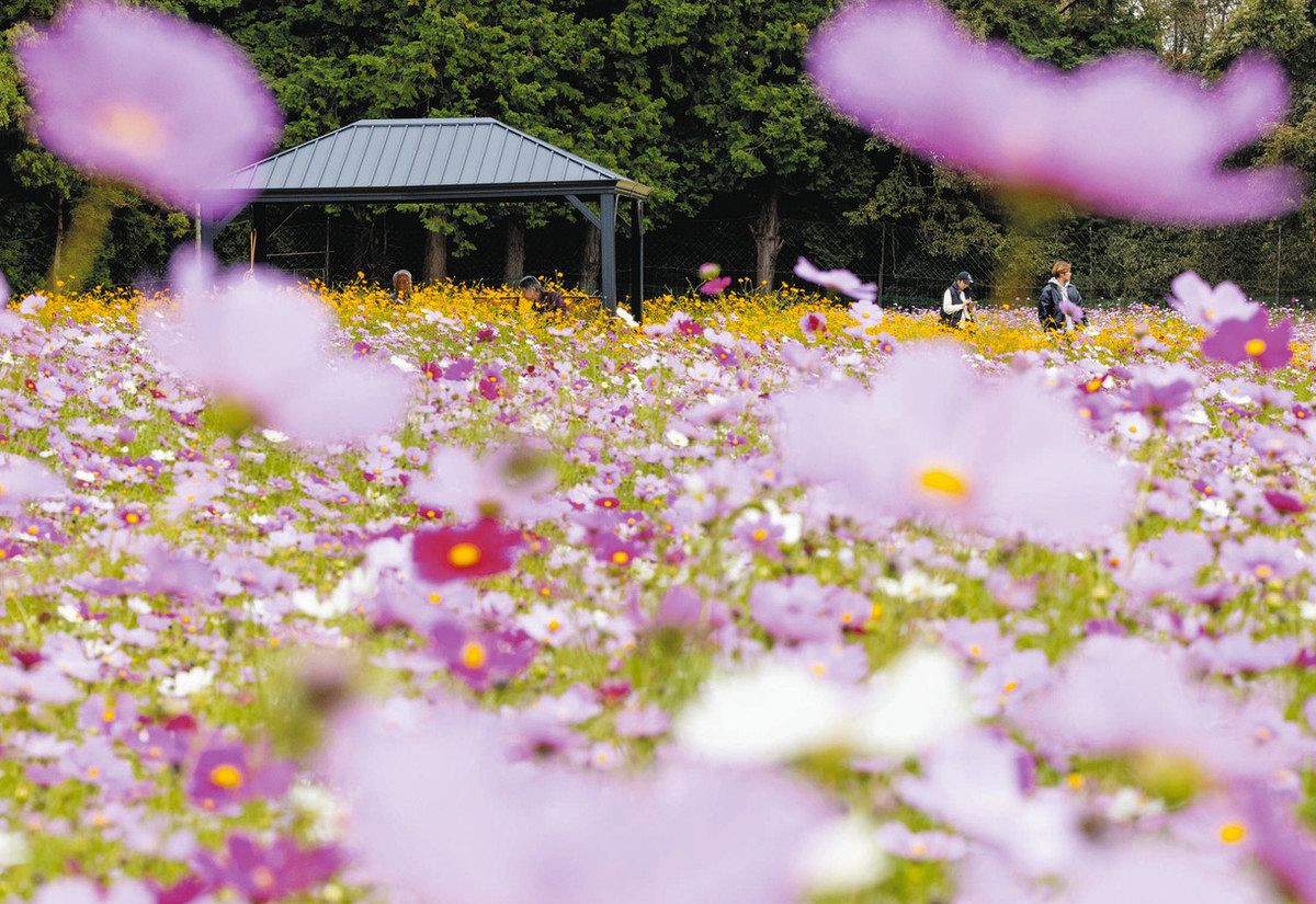 コスモス畑が満開に 津市「かざはやの里」：中日新聞Web