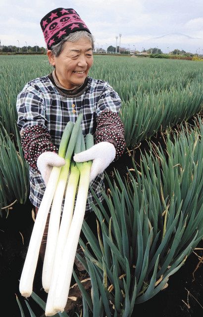 純白の冬の味、美人ネギ収穫 鈴鹿：中日新聞Web