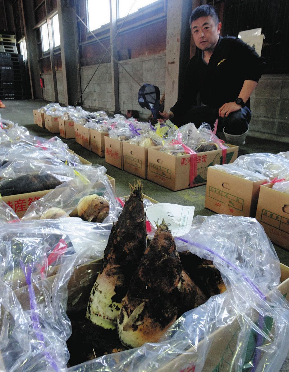 射水黒河特産のタケノコ初競り 出荷量は例年の半分：北陸中日新聞Web
