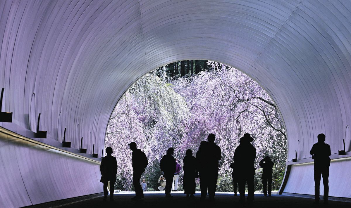 トンネル内まで春盛り 桜の見ごろ、滋賀県甲賀市の美術館「MIHO MUSEUM