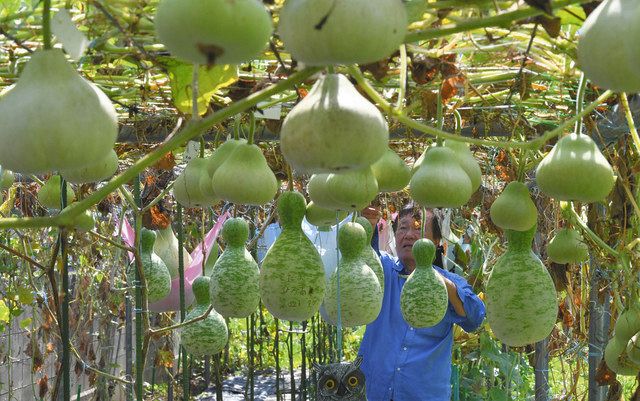ヒョウタン多彩 涼しげに あわら 県愛瓢会長 畑野さん育てる 中日新聞web
