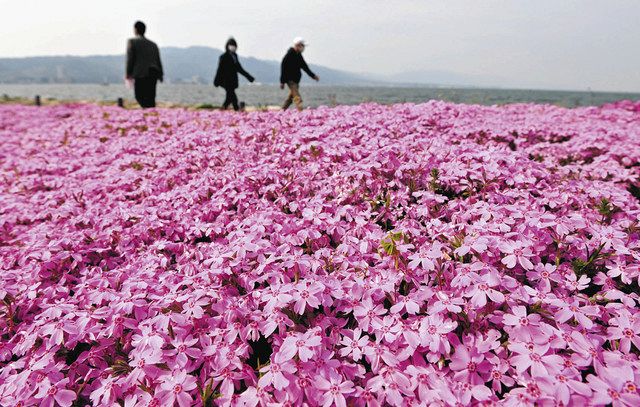 アトリエgg シークワーサーの花(ピンク) アトリエgg シークワーサーの花(ピンク) アトリエgg シークワーサーの