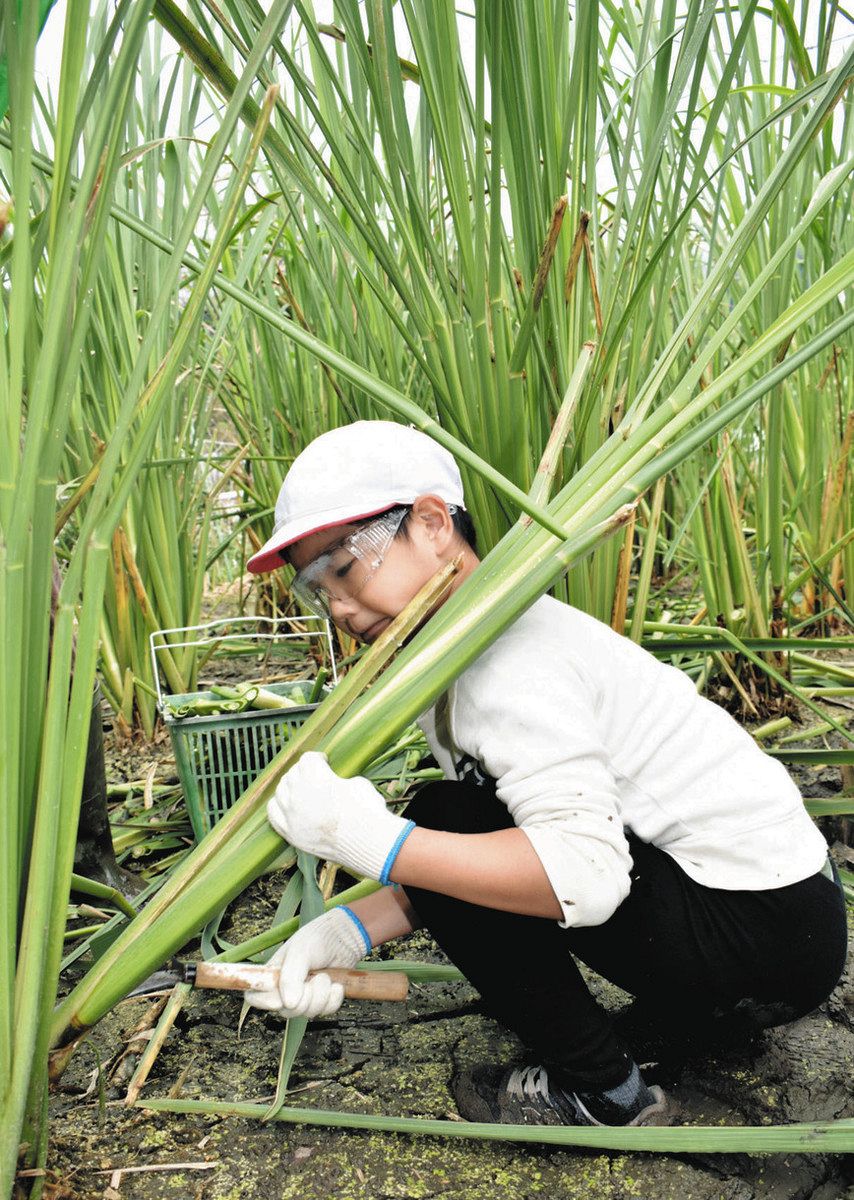 天ぷらにして食べたい」 津・美杉小児童がマコモの収穫体験：中日新聞Web