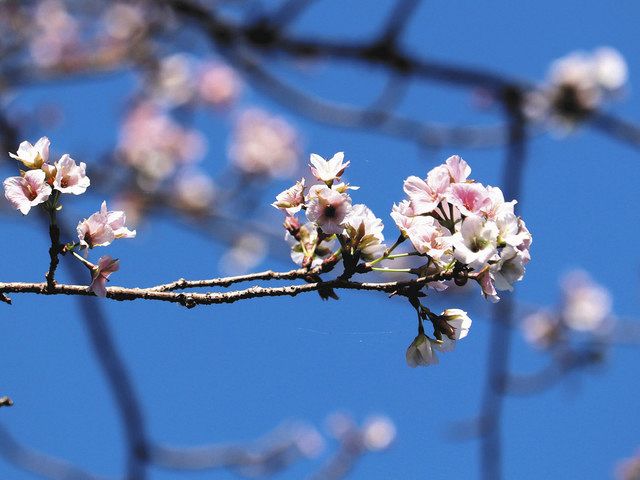 なぜこの時期に桜 池田 藤代地区 中日新聞web