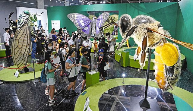この夏は昆虫に夢中 名古屋市科学館 １７日から特別展 中日新聞web
