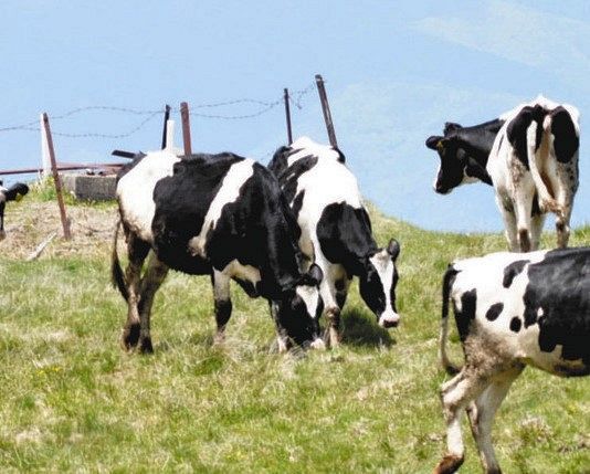 草を食べる牛。同じ草食動物でも牛と馬では消化吸収の仕組みがまったく異なる