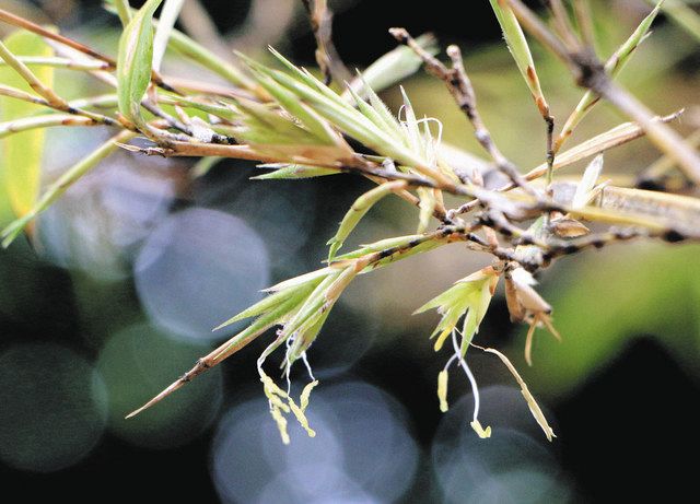 ６０年に１度 竹の花咲く 名古屋 東山動植物園 中日新聞web