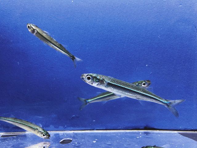 海水温上昇で性転換 東京湾のギンイソイワシ 絶滅の可能性 中日新聞web 海水温上昇で性転換 東京湾のギンイソイワシ 絶滅の可能性 中日新聞web