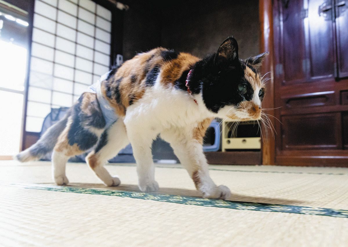 動画】人間だと116歳 三重・松阪市の超長寿ネコ「みけちゃん」天寿を