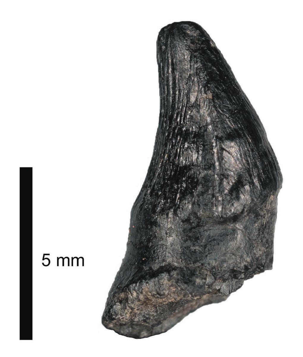 飛騨で骨化石密集層確認 手取層群最古 ワニ形類の歯発見 福井県立恐竜