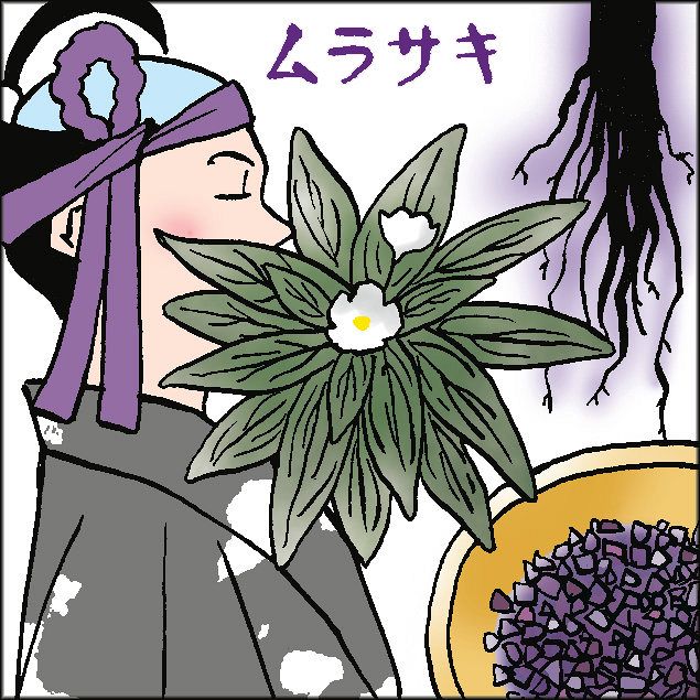 (183)唯一残されたムラサキ (琵琶湖博物館 草加伸吾):中日新聞Web