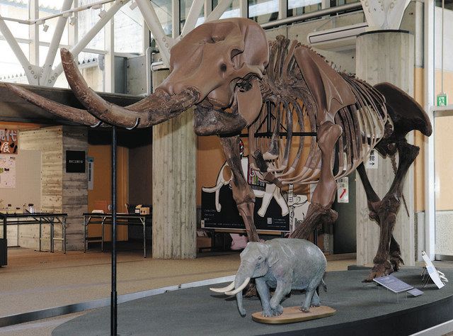 湖国 あの日、あのとき＞ 多賀・アケボノゾウの化石発見（1993年