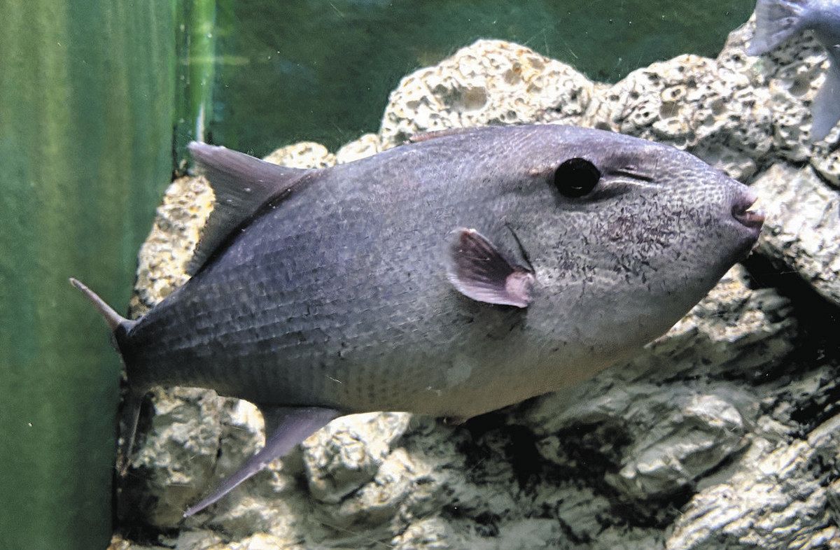 珍』ボウズモンガラ 魚津水族館に仲間入り 富山湾で初めて捕獲か：北陸
