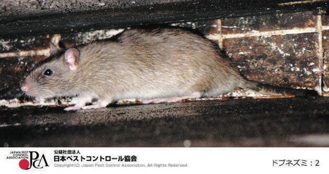 極上 ネズミ 根付 27g 東さ7-1124☆2F Yahoo!オークション - 伊勢 正直