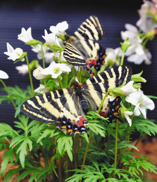 石川 啓蟄 チョウ喜びの舞 昆虫館 北陸中日新聞web