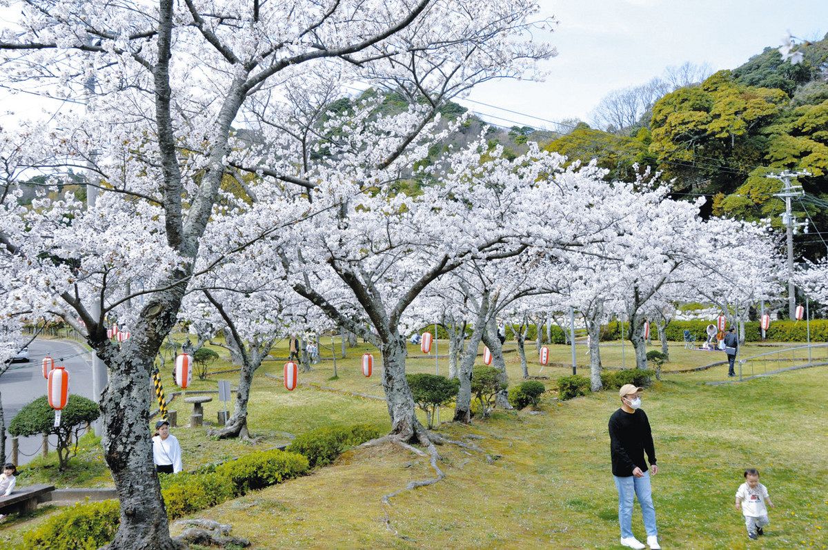 小浜公園の桜を守って」有志が請願書提出 小浜市がモミジへの一部植え