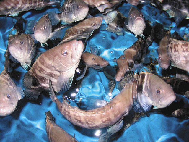 熊野灘で養殖の高級魚マハタ 相次ぎ死ぬ 海水温上昇背景か 中日新聞web