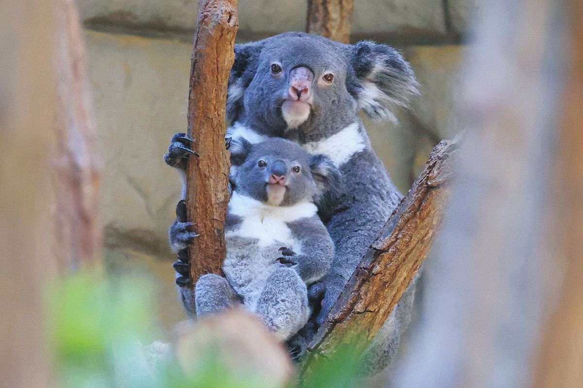 コアラ赤ちゃん愛称「もなか」に決定 東山動植物園、兄は「だいふく