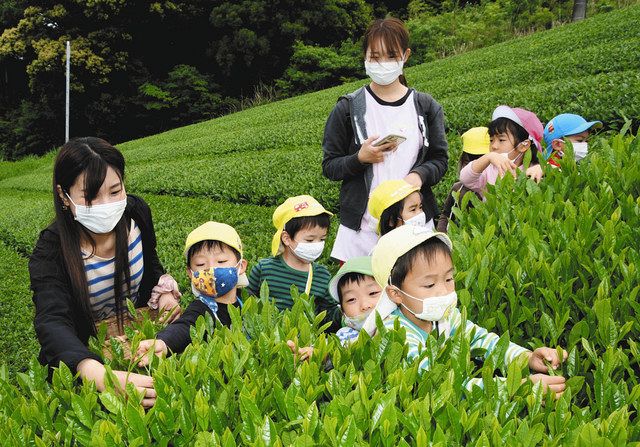 茶摘みに夢中 掛川 きらきら保育園 中日新聞しずおかweb