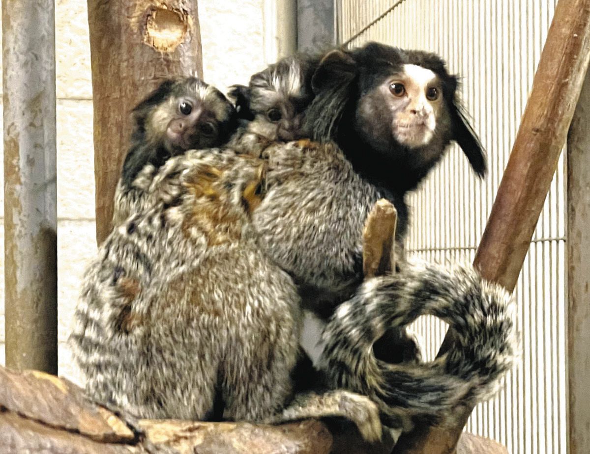パナマモラ(ペアモラ　2匹のウミガメ) 寝る子は育つ！両親の背中でスヤスヤ 日本モンキーセンターでクロミミ