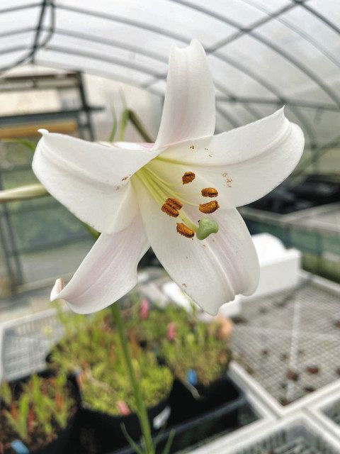 静大院生が５枚の花びら持つユリ栽培 ２品種を登録出願 中日新聞しずおかweb