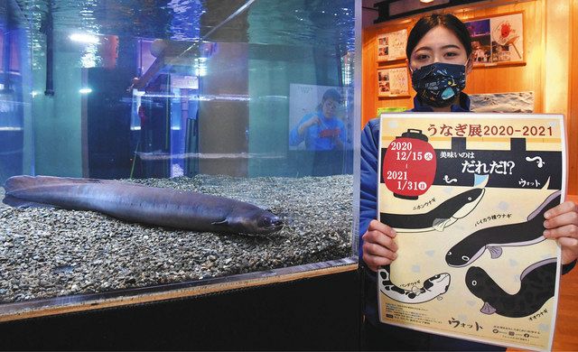 オオウナギなど食べた感想紹介 西区 ウォットで企画展 中日新聞しずおかweb