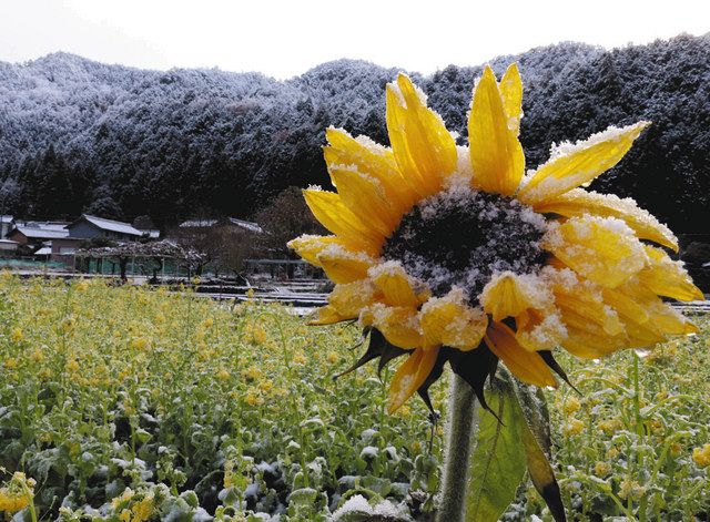 菜の花とヒマワリに雪化粧 美濃 洲原ひまわりの里 中日新聞web