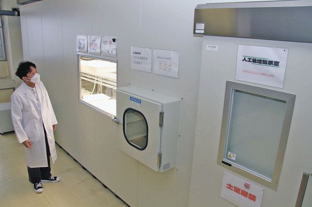 エチゼンダイモンジソウの栽培に使われている人工気象室