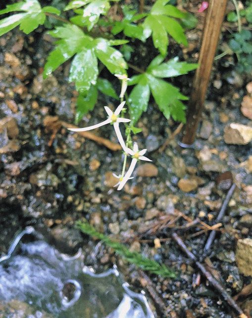 「大」の文字に見える花を咲かせるエチゼンダイモンジソウ＝坂井市丸岡町の丈競山で（竹田文化共栄会提供） 