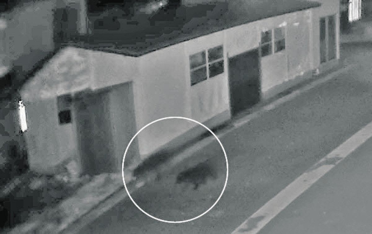 フェンス越しにクマが「ウォーッ」 白昼の市街地に銃声、福井県初