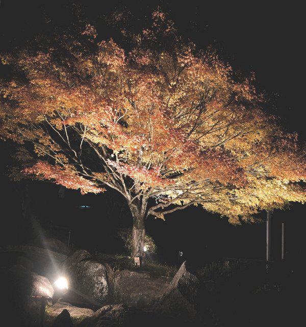 紅葉ライトアップ 飯田の野底山森林公園 中日新聞web