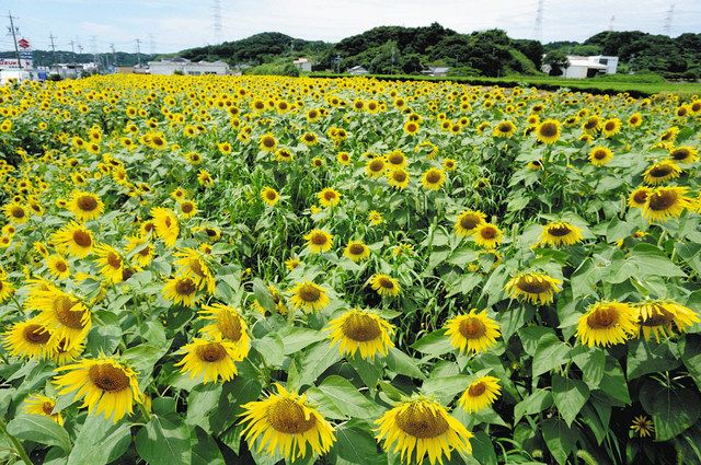 2800平方メートル、ヒマワリ満開 御前崎・比木の休耕畑 ：中日新聞