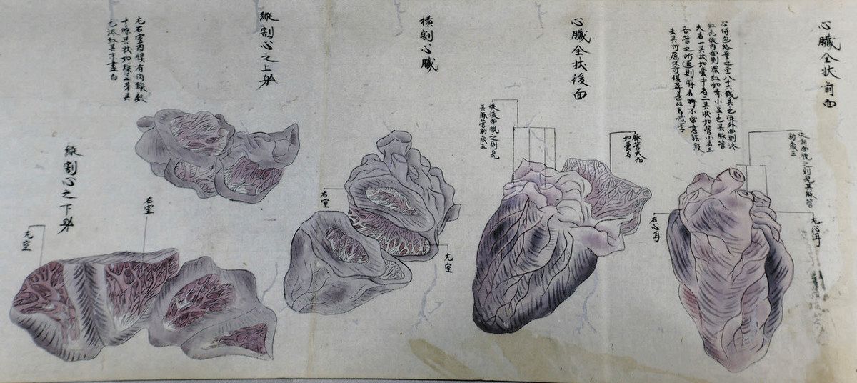 解剖図の写しを県内で発見 津出身で江戸期の医学者・橘南谿が執刀：中