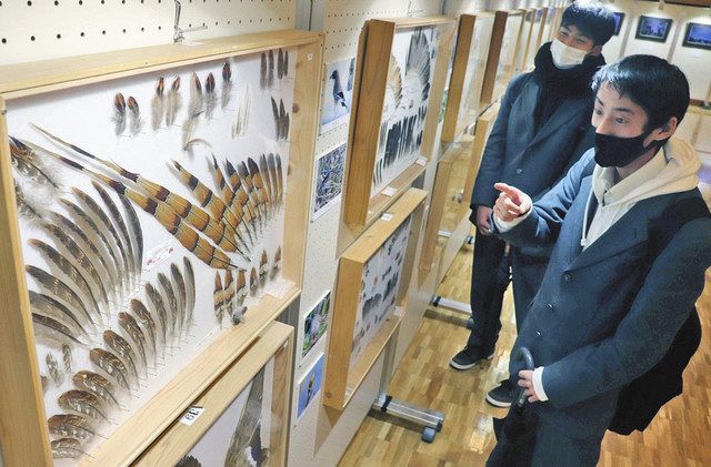 愛鳥家から寄贈の標本展示 福井市自然史博物館がハピリンで出張展 中日新聞web 愛鳥家から寄贈の標本展示 福井市自然史博物館がハピリンで出張展 中日新聞web