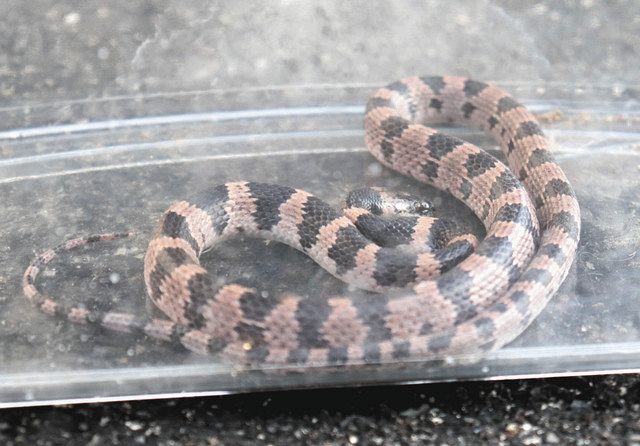 幻のヘビ「シロマダラ」 飯南で発見：中日新聞Web