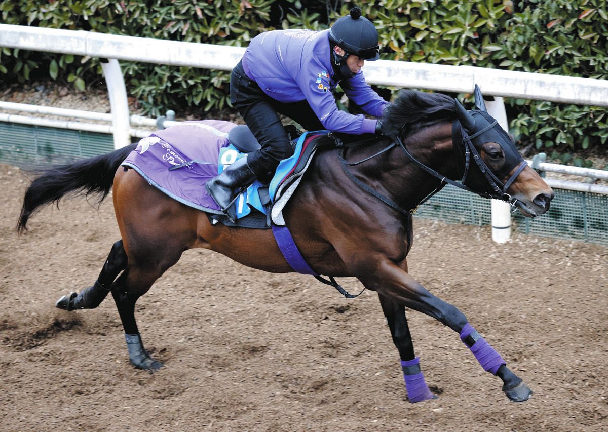 シルクロードS・追い切り】前走一変のロードフォアエースは栗東坂路4F52秒3―12秒6  友道師「動きもしまいの反応も良かった」：中日スポーツ・東京中日スポーツ