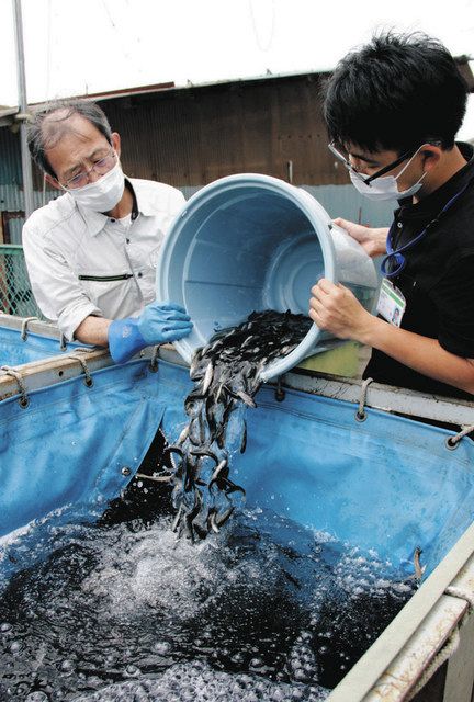 県水産試験場開発のブランド魚 信州サーモン の稚魚出荷 養殖業者に４０万匹目指す 中日新聞web