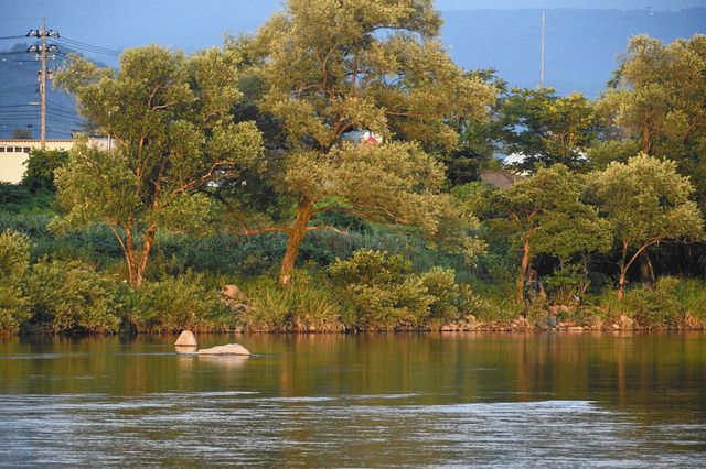釣り客の男性が溺れた付近＝勝山市荒土町松ケ崎の九頭竜川で 