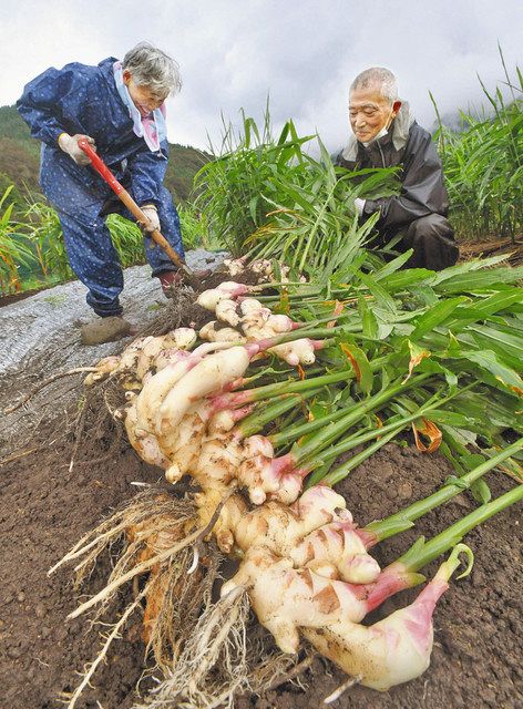 香り爽やか 栄養の宝庫 福井で新ショウガ収穫期 中日新聞web